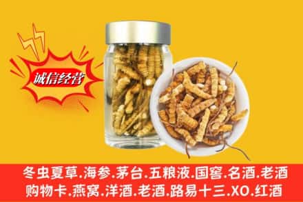 襄州区回收散虫草