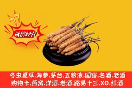襄州区名酒回收冬虫夏草.jpg